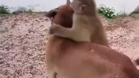 monkey and dogy funny video _ funny video #shorts #shortsfeed #monkey #dog.mp4