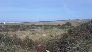 Walking through the vegetation