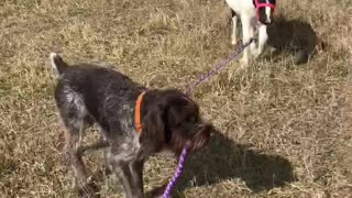 Wirehair Pointer Walks His Horse