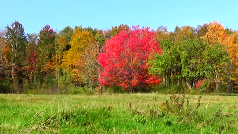 Fall Foliage