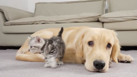 Golden Retriever Puppy Make Repeated Failed Attempts To Make Friends With Kitten