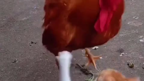 Cat vs Hen fighting