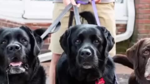 Bo Derek, Tucker, & Willow, Lab dog 🐕