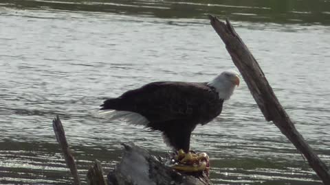 303 Toussaint Wildlife - Oak Harbor Ohio - Eagle Enjoys It's Catch