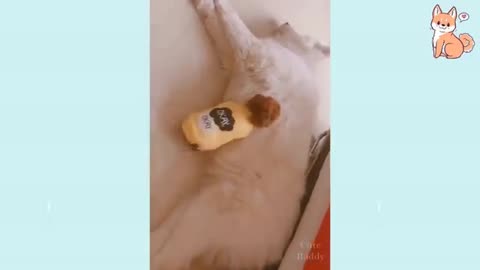 Cute funny pets 😂 #11