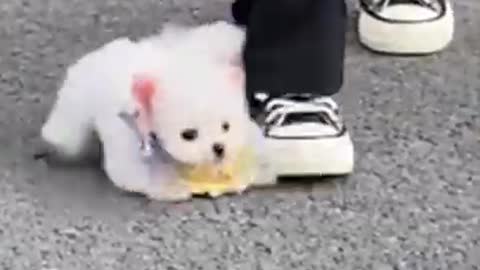 3____Cute and funny pomeranian video