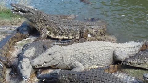 Crocodile Feeding