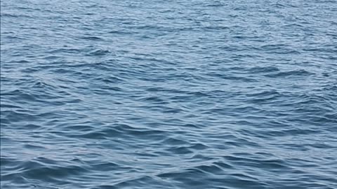 Humpback whale with the fluke out of the water