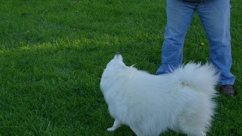 American Eskimo pranked