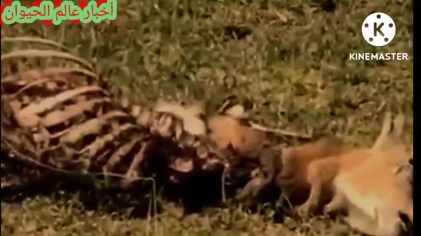 Watch how wild animals prey on other pets. Not recommended for the faint of heart