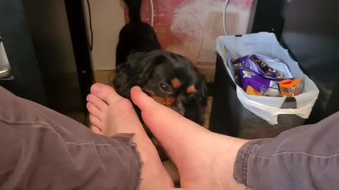 Winston chews toes! (Warning: FEET!)