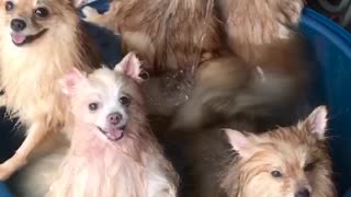 Canines Keeping Cool in the Tub