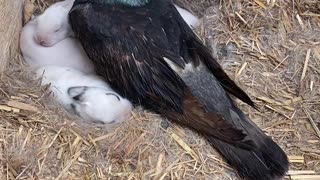 Pigeon Thinks He’s the Daddy Rabbit