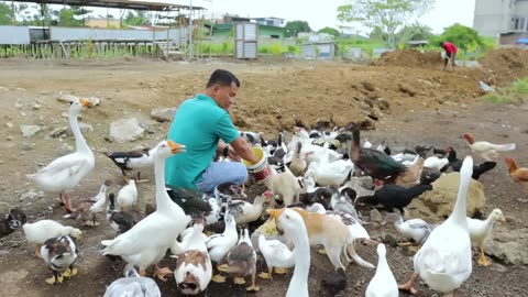 Building a 1 Acre Free-range Farm! How to Raised Hundreds of Ducks and Chickens with Zero Expenses!