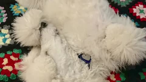 Pilot Standard Poodle Service Dog Song