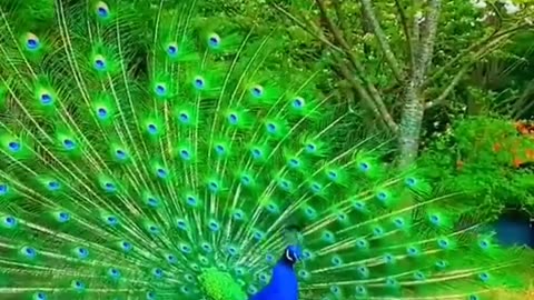 beautiful peacock😃🥰😍