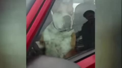 Dog honks horn for owner in the store