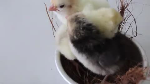 New born Bird