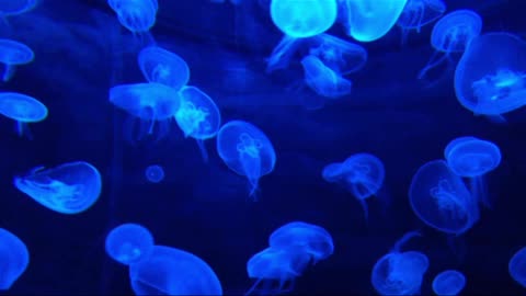 Jelly Fish Under Water