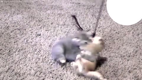 Kitten Absolutely Refuses To Let Go Of This Toy