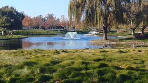 CANADA GEESE AT CYPRESS POND