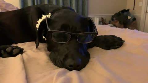 Daisy fell asleep in her glasses