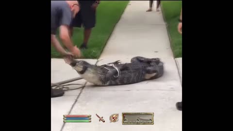 Alligator KOs Cruel NPC - Oblivion NPC