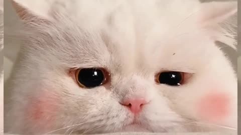 Crying cute cat