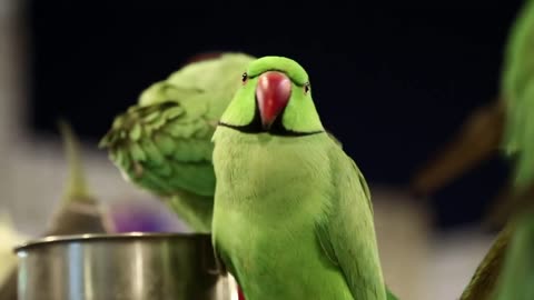 Green parrots at bird market in Doha, Qatar