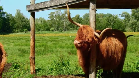 Highlander Cattle Animal Mammal