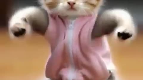 so funny cat videos