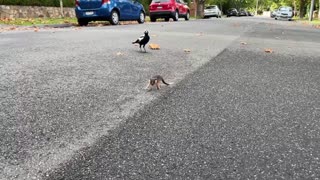 Baby Possum Chases Magpie Then Man