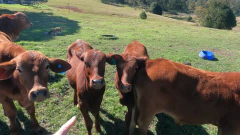 61- Droughtmaster Cattle Breeding how we wean our Calf's to set them onto easy handling 24. 08. 2022