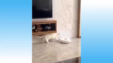 Cute cat doing Funny