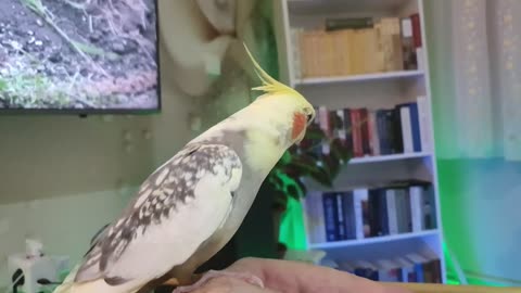 my Cockatiel🦜🦜 Singing & Dancing on my hand