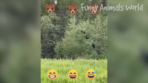 How funnies dogs and cats video Likes