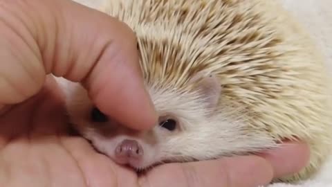 hedgehog is so cute in the bed