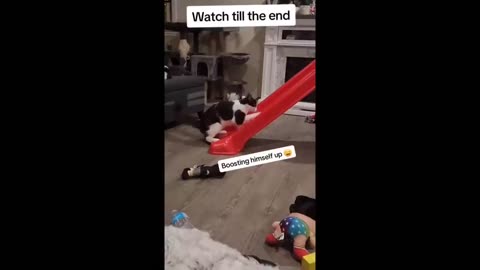 Funniest Animals Funny Dog And Cats Videos 😁