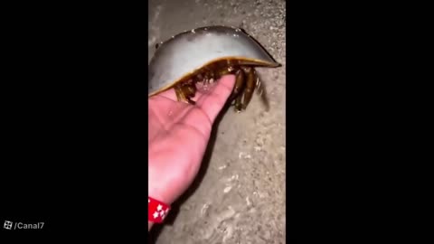 strange crab