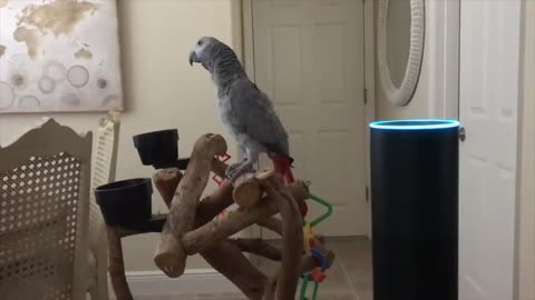 Most Smartest Parrot