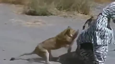 Lion Almost Kills Two Men In Zebra Costume