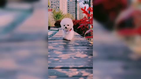 Cute dog puppy video