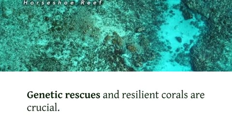 Coral Catastrophe: Brutal Heat Puts Florida’s Reefs on the Edge