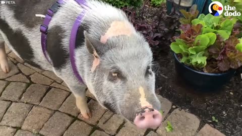 Shy Pig Loves His New Family So Much | The Dodo