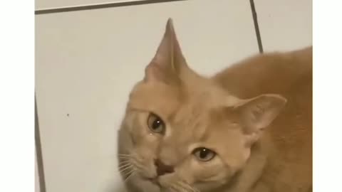 Funny and Cute Cats Videos #79