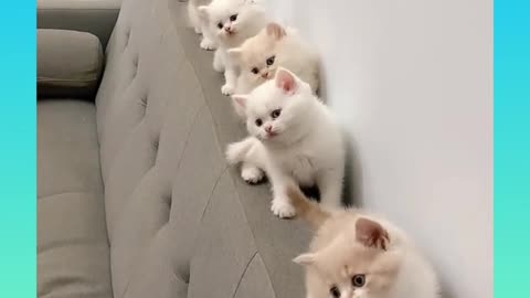 🤣Funny and cute cat video😍