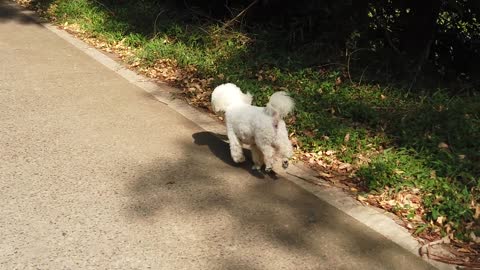 Dog running in front of its owner