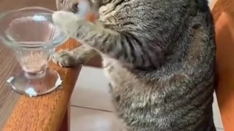 Cute_Catsfunny_Video