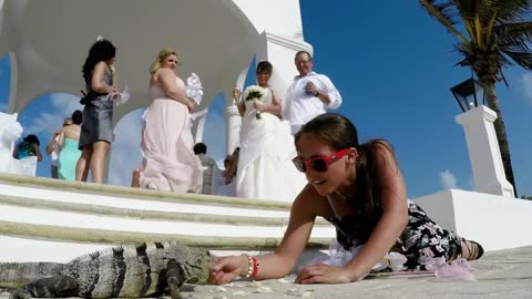 Dama de honor alimenta con la mano a una enorme iguana