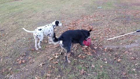 Dalmatians playing in the backyard